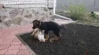 Щенок мучит кота)