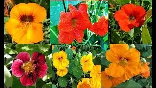 Nasturtiums: Growing, Uses, and Benefits