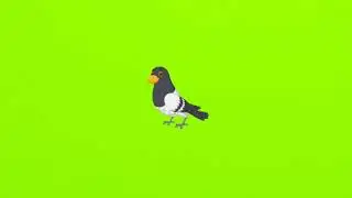 silent bird... no copy right green screen video...