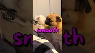 Do You Feel Bad for This Puppy 🤣 | Wholesome Moments