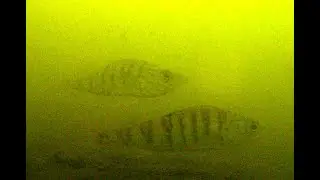 Dojransko Ezero pod Voda *** Lake Dojran Underwater