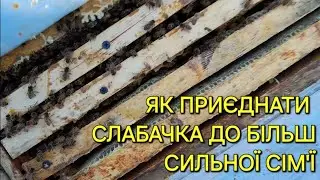 Як приєднати слабачка до більш сильної сім'ї #бджільництвов6тирамвуликах