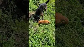 ПОЙМАЛ КОТА.