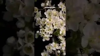 Аффирмация для укрепления энергополя человека