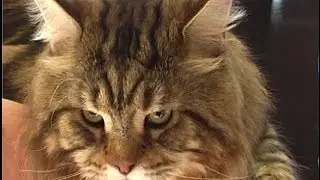 КОШКИ НА ВЫСТАВКЕ