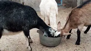 How the vulva and udder develop in first-time pregnant goats? 🐐