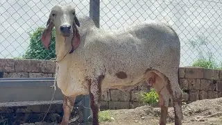 👍One Of The Best Gir Heifer!! World Best Gir Gau Dhan Gujrat..........