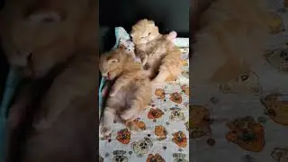 Плюшки-ватрушки😋🥰 