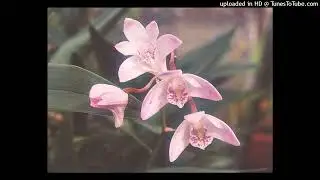 Polygon City - Gnosiology of an orchid [ambient mix]