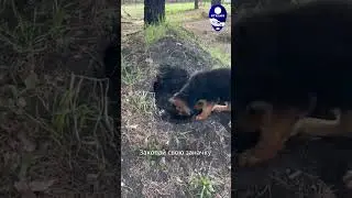 Вредные советы от наших питомцев! Как Чесней прячет косточку. 