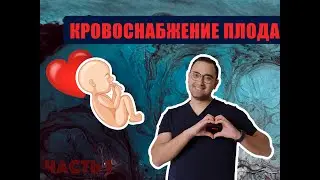 КРОВООБРАЩЕНИЕ ПЛОДА