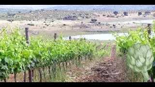 The Portuguese Wine You Should be Drinking | Potluck Video