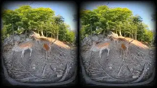 Forest Wildlife VR box 360 video