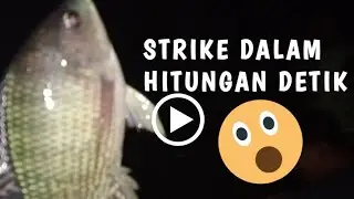 Mancing Ikan Nila, Strike Dalam Hitungan Detik | Spot Bengawan Jero Lamongan