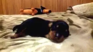 Puppy dachshund, singing)))*щенок таксы, поет)))