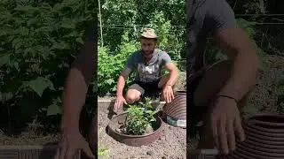 КЛУМБА БУДЕТ ЕЩЁ КРАСИВЕЕ...