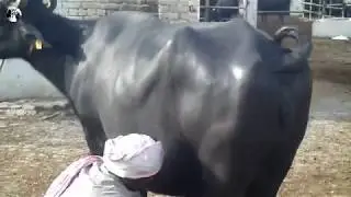most milking buffalo in Pakistan - معظم الجاموس حلب في باكستان - Top Milking Videos