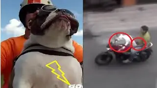 странные байкеры "байкеры животные "funny bikers "bikers animals"