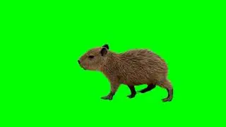 capybara walking green screen
