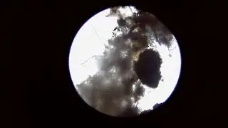 Amazing microscopic tardigrade caught on film by a HUE camera!