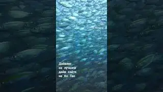 Дайвинг в Таиланде. Самый лучший дайв сайт на острове Ко Тао