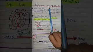 Opening and closing of stomata | opening and closing of stomata class 10 | life processes class 10