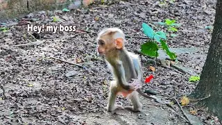 Wow...This style of baby monkey Saro is like a boss in the office.