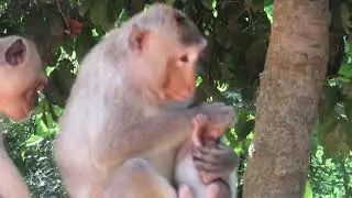 Mom Baby Monkey