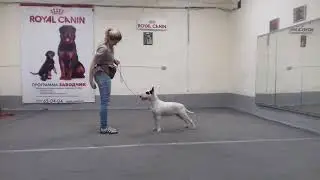 Как подготовить к выставке бультерьера! Наш хендлер!