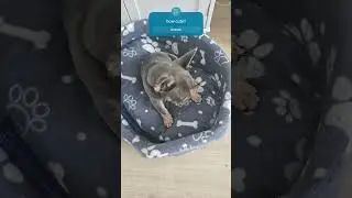 Fred the frenchie.