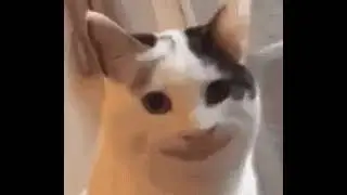 funny cats