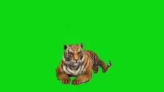 Tiger green screen video/ no copyright.4K video