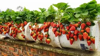 Grow Strawberries ALL YEAR LONG with this Simple Method!