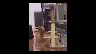 😂 КОГДА ПРИШЁЛ ДОМОЙ И ДЕЛАЕШЬ ВИД, ЧТО НЕ ПИЛ 😂