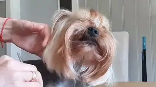 НОРВЕГИЯ . ГРУМИНГ НА ДОМУ 🐾