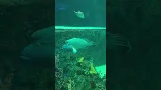 Cheilinus undulatus #aquarium #shortvideo #shorts #short
