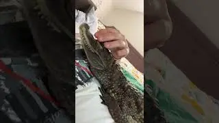 Пушок