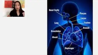 1. Functions and Organization of the Respiratory System
