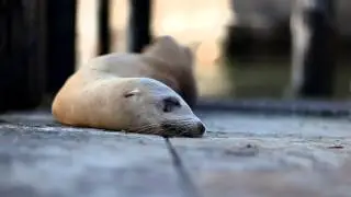injured Sea Lion waiting for help (Seelöwe)