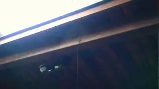 Spider uses a hanging rock as a web anchor