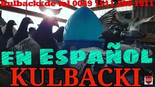 en Español, RACING PIGEONS KULBACKI tel.: +49-1511-290-1511