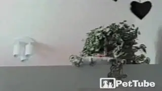 Cat FACE PLANT - PetTube