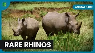 Saving White Rhinos in Kenya - Animal Park - Documentary
