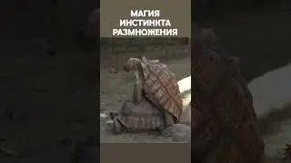 Магия инстинкта размножения. The magic of the reproductive instinct.