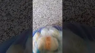 Такой бесплатки ещё небыло/ Бесплатная пряжа от дорогих брендов