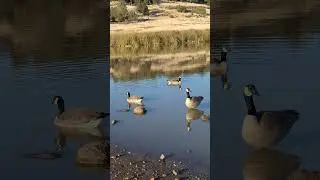 Geese at Horseshoe Lake