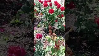 #Любовь посадила розу, и мир стал милым. ― Кэтрин Ли Бейтс