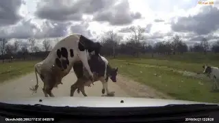 коровы и ВПП столбищево