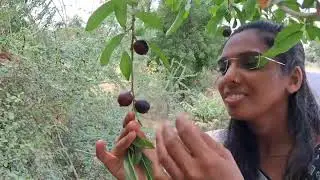 બતાવો આ કયું ફળ છે ? new vlogs