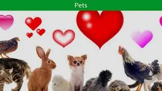 Cats